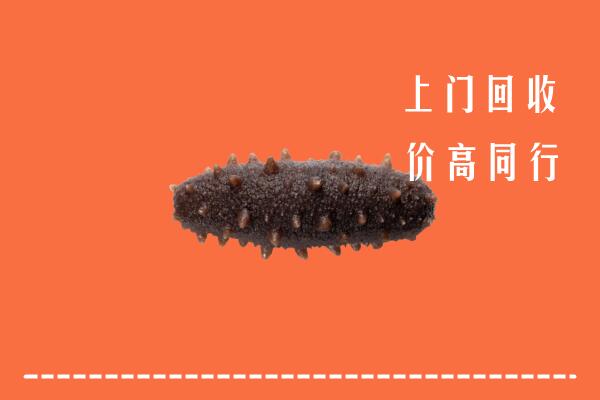收购行情：康平县回收海参